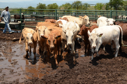 Gobierno de Tamaulipas seguirá firme apoyando al Sector Agrícola