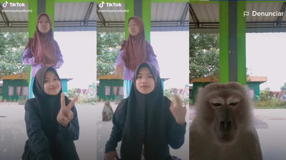 Mono interrumpe el baile de unas tiktokers 