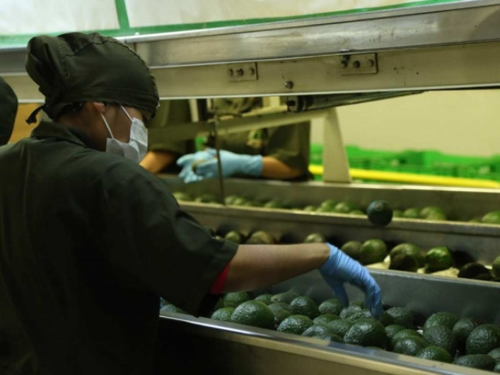 Enviarán 120 mil toneladas de aguacate a EU por el Super Bowl