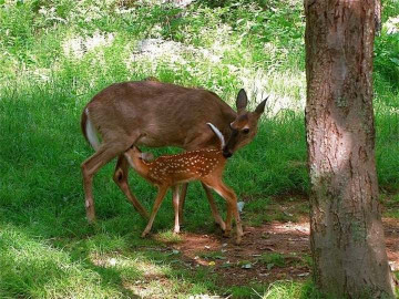Planean hacer un proyecto ecoturístico en Altamira
