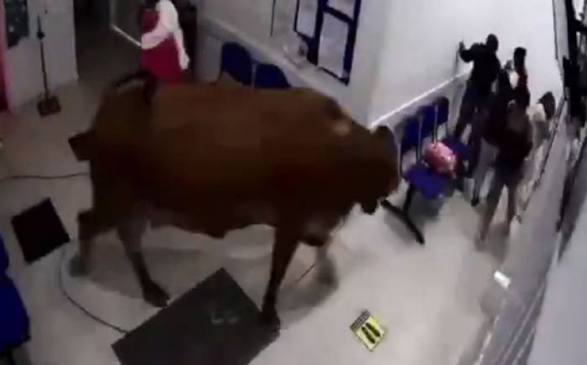 Pacientes huyen de enorme vaca en hospital de Colombia