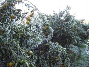 Citricultores piden pago de seguro ante daños por heladas