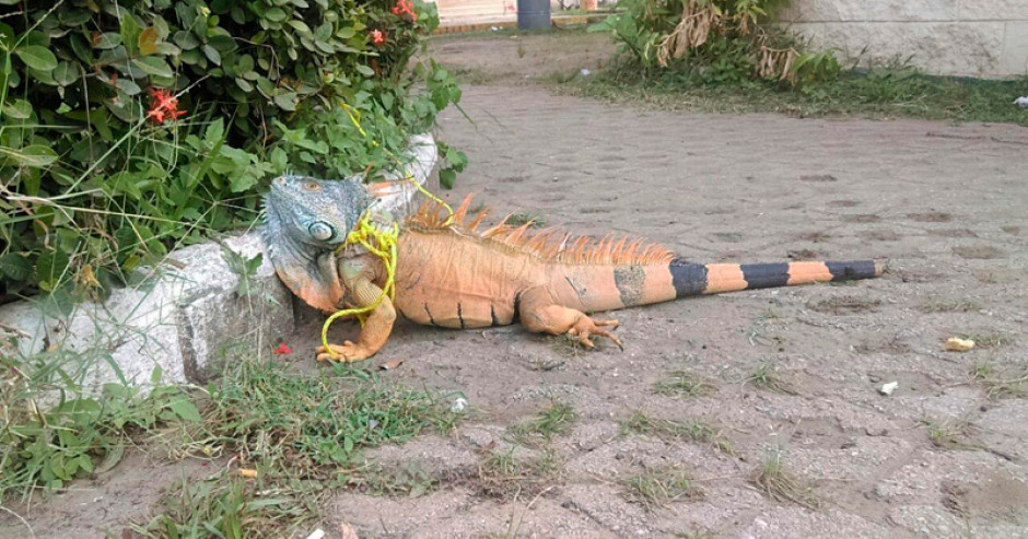 Capturan iguana de gran tamaño en Altamira