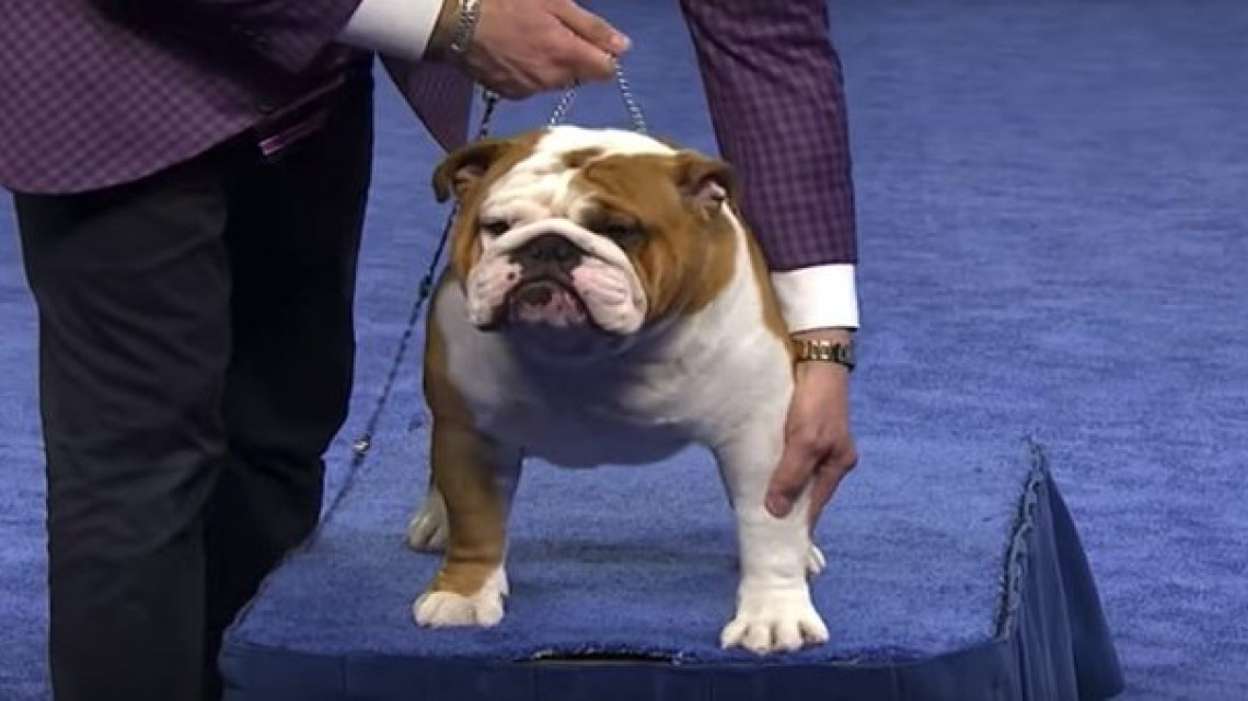 Conoce al adorable cachorro que ganó el National Dog Show 2019