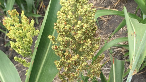 Agricultores a la espera de recursos económicos para incentivar el campo