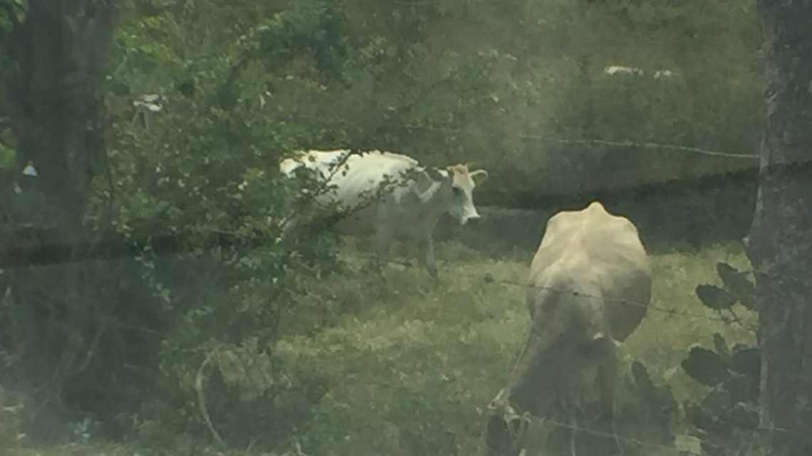 Sector agrícola y ganadero preocupados por falta de lluvias