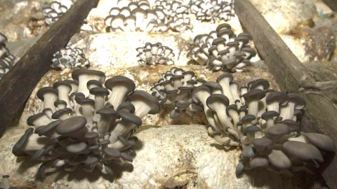 Descubren hongos en Chernóbil que “comen” radiación