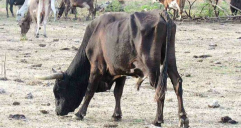 Pérdidas económicas por sequía reportan ganaderos