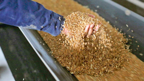 Congela Rusia acuerdo de guerra para exportar grano ucraniano