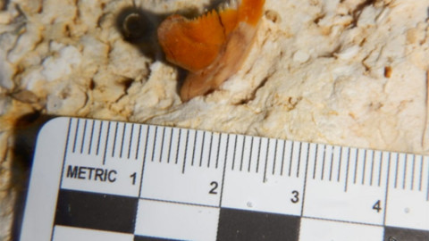 Descubren dientes de tiburón prehistórico, hasta ahora ¡el más grande del mundo!