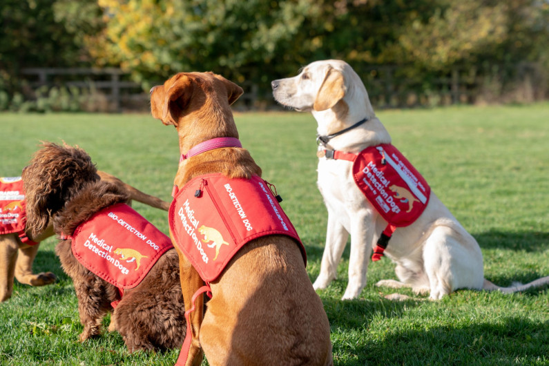 Primeros entrenamientos de perros para detectar pacientes con coronavirus en Reino Unido son exitosos  