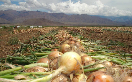 Descartan rechazo de hortalizas tamaulipecas