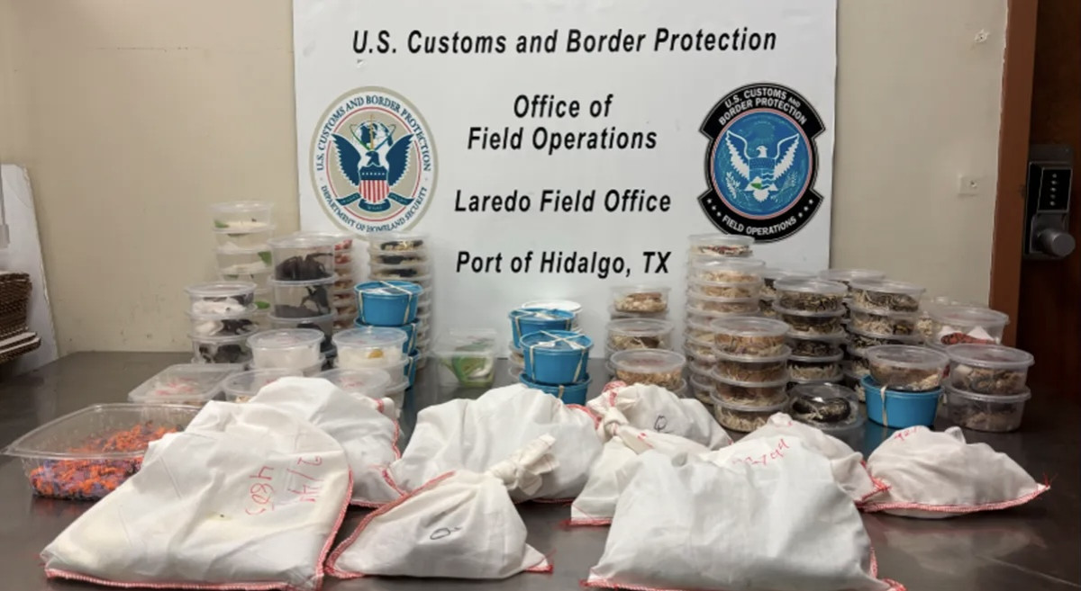 Interceptan en Texas contrabando de más de 160 animales exóticos rumbo a México
