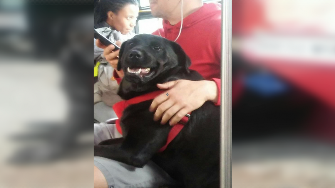 Conoce a Eclipse la perrita que viaja sola en autobús 