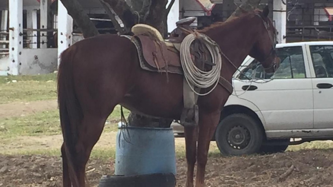 Denuncian robo de caballos en la zona sur