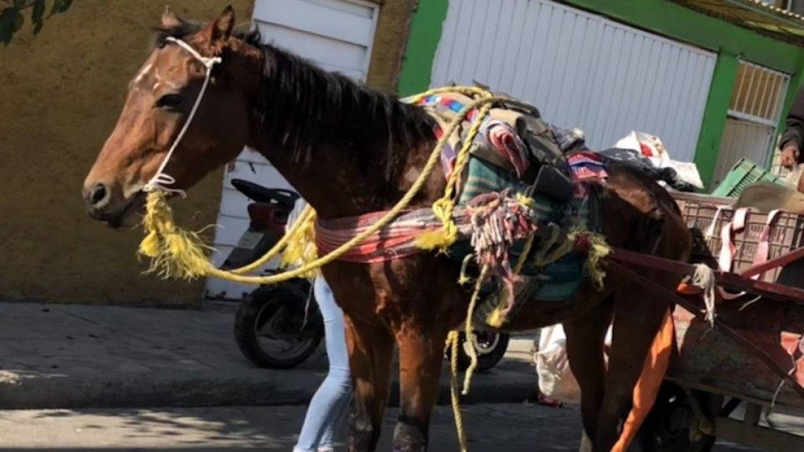 Cabildo de Matamoros y protectores de animales crearán reglamento municipal