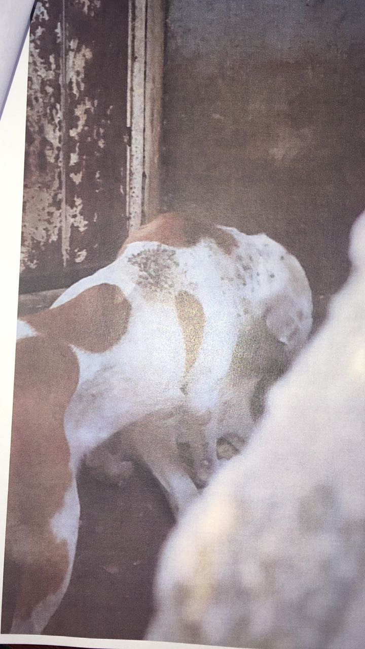 Alerta Sanitaria en la Unidad Modelo ante plaga de garrapatas