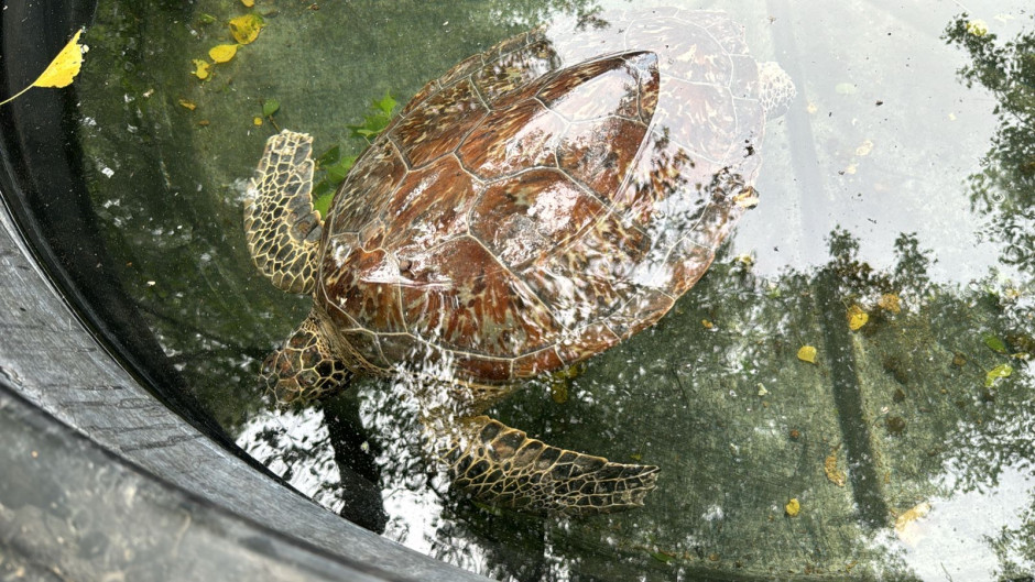 Llama Comisión de Parques a no caer en la ilegalidad transportando fauna silvestre