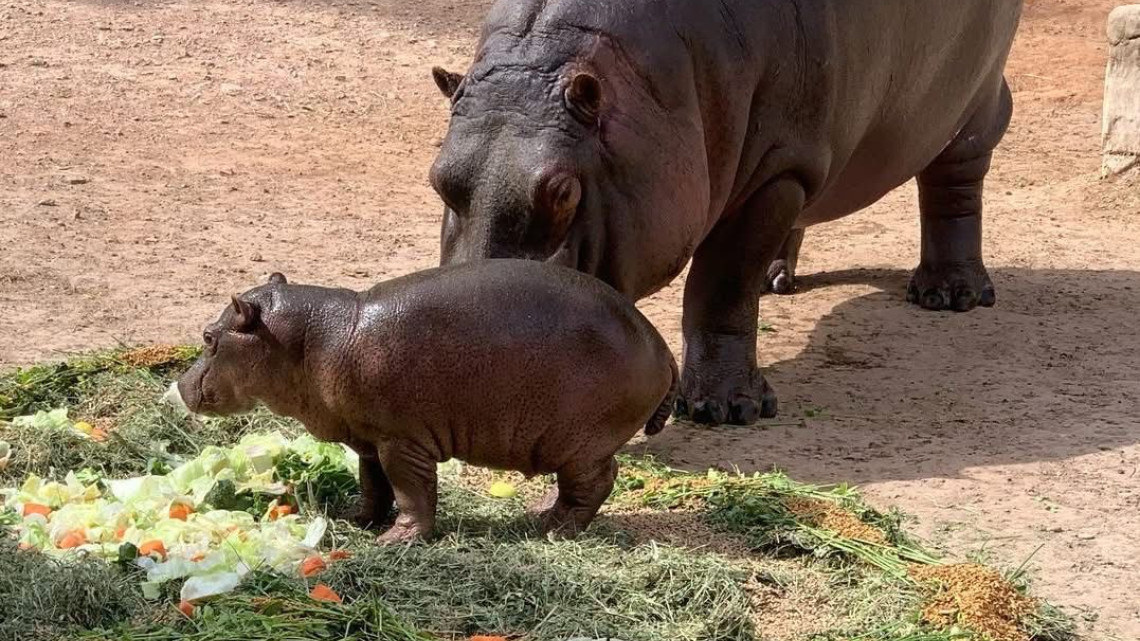 Nacen más de 10 crías en lo que va del año en el Zoológico