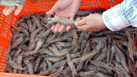 Inicia veda de camarón en Tamaulipas