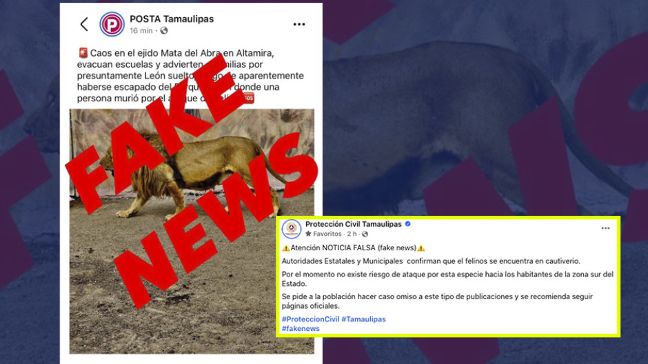 PC estatal desmiente información de un león recorriendo zonas ejidales de Altamira