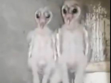 Confunden a búhos bebés con aliens