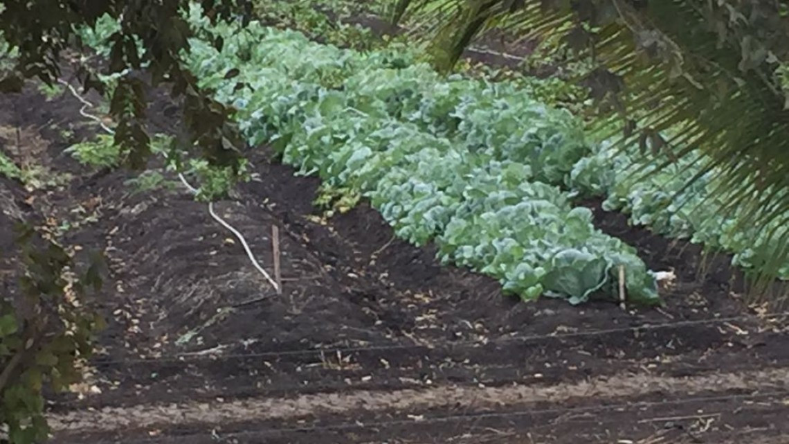 Crece migración del campo por falta de oportunidades laborales