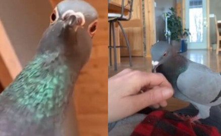 La reacción de una paloma al ver a su dueña fingiendo un desmayo