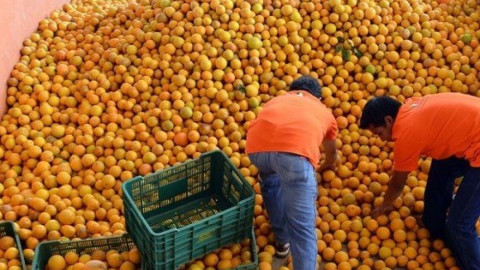 Crecen dificultades para naranja tamaulipeca