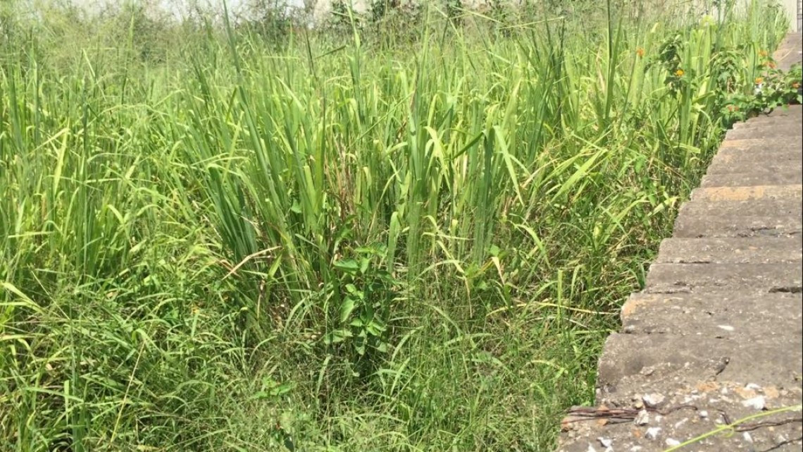 Salud atentos ante posibles brotes de dengue tras lluvias