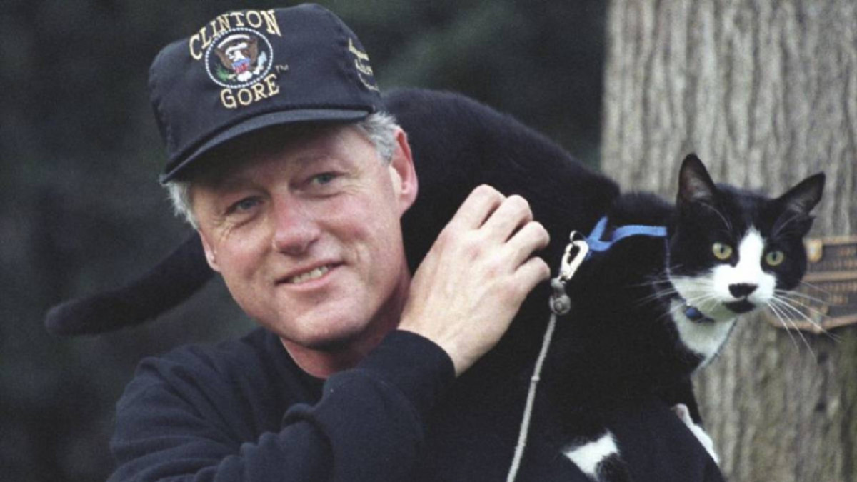 Socks Clinton, el gato responsable del Dia Internacional del Gato este 20 de febrero