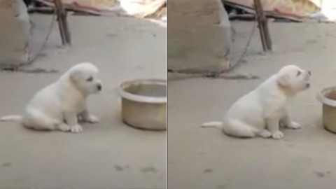 Perrito imita cacareo de gallo al ladrar