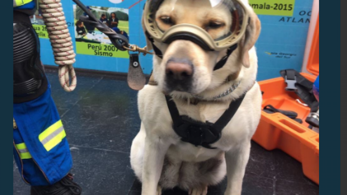 Conoce a Frida, una heroína de cuatro patas