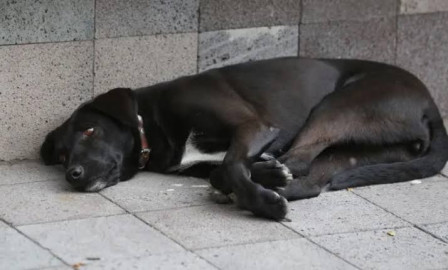 Piden cuidar a las mascotas del calor extremo