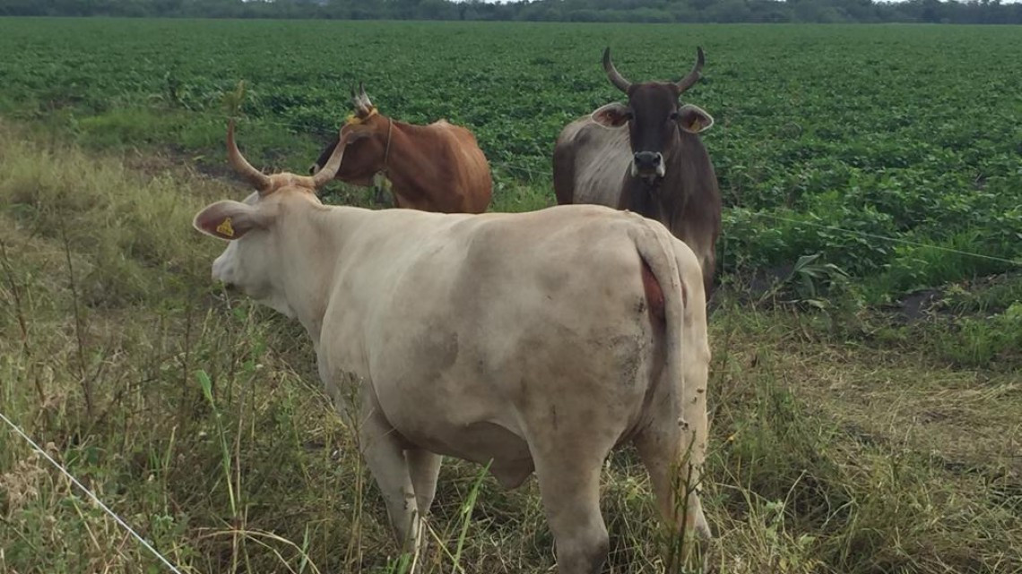 Buscan mover maquinaria pesada en tramos carreteros en zonas rurales