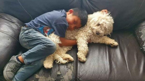 ¡Encuentra a su perrito! Localizan a 'Ryder', perrito del niño que lloró al buscarlo en SLP