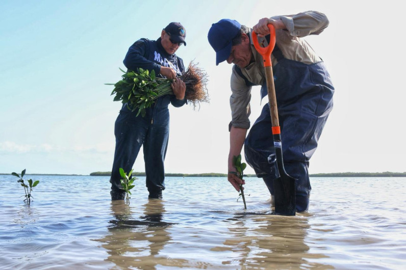 Transforma SEDUMA costas de Tamaulipas; avanza reforestación de mangle