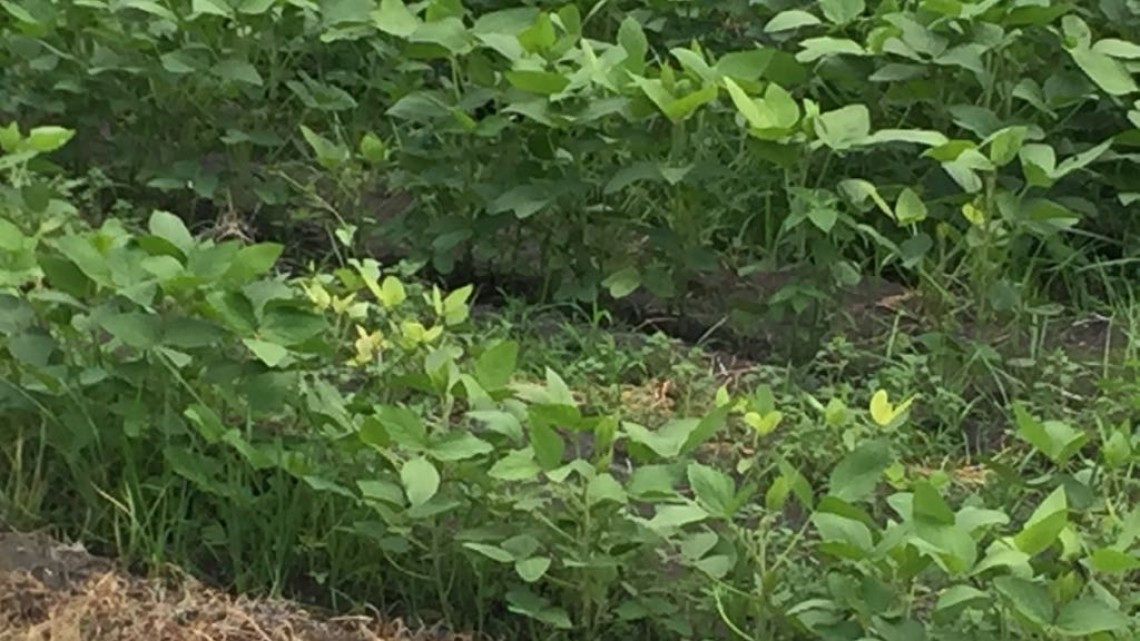 Agricultores y ganaderos mantienen buen desarrollo en Altamira
