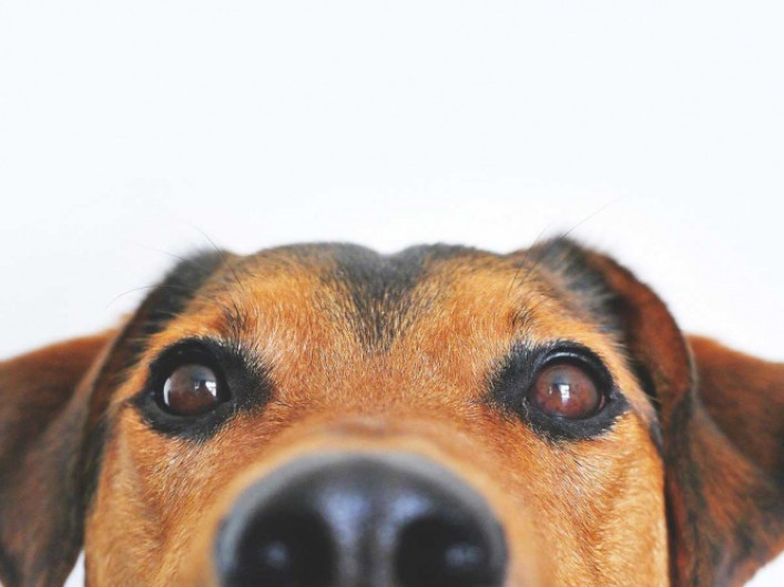 Chile entrena a perros para detectar el coronavirus