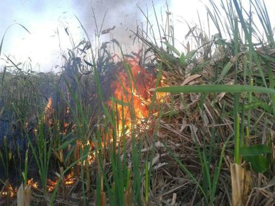 A investigación incendios forestales y de tules
