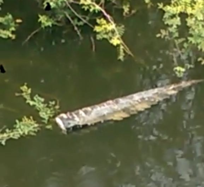 Cola de cocodrilo en un canal pluvial genera asombro entre vecinos 