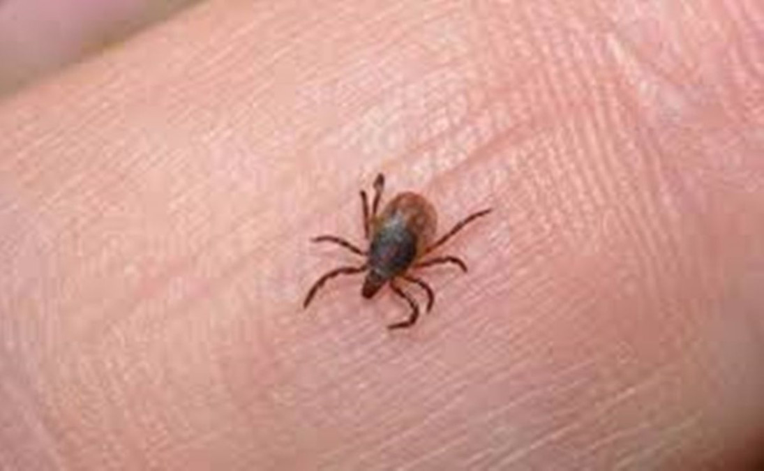 EU alerta de enfermedad transmitida por una garrapata a viajeros provenientes de México