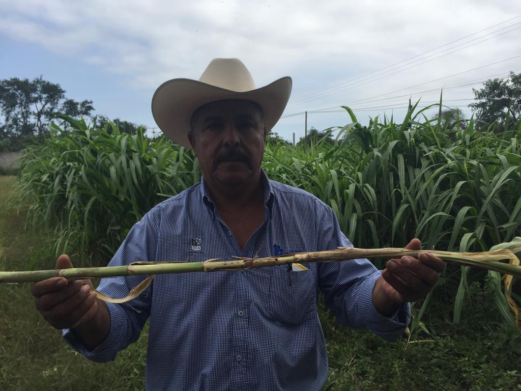 Se promueve utilizar variedad de zacate para alimento de ganado en tiempo de estiaje