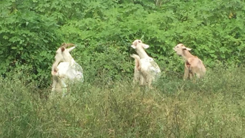 Se promueve utilizar variedad de zacate para alimento de ganado en tiempo de estiaje