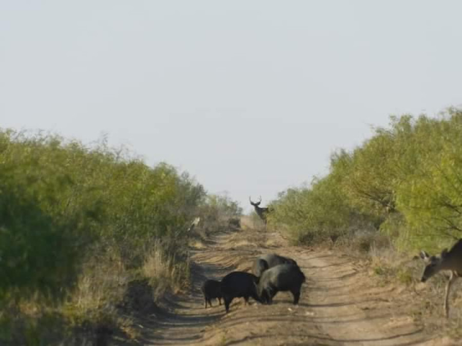 Proyecta NLD derrama de 15 millones de dólares por cacería 