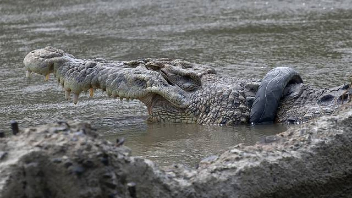 Liberan a cocodrilo de llanta atascada en cuello