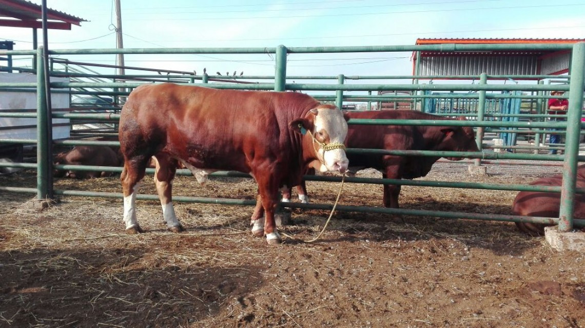 Apoya Gobierno tamaulipeco a ganaderos 