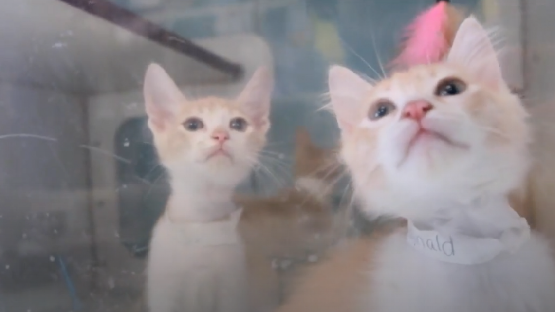 Sociedad Protectora de Animales en Harlingen pide urgentemente adoptar: están a máxima capacidad