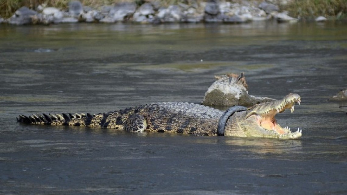 Liberan a cocodrilo de llanta atascada en cuello