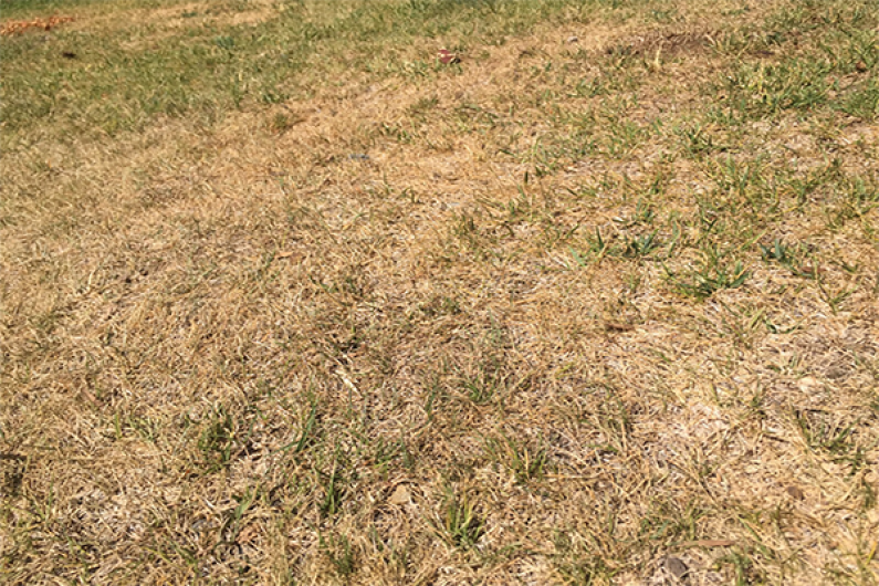 Afectan altas temperaturas a parques de Madero